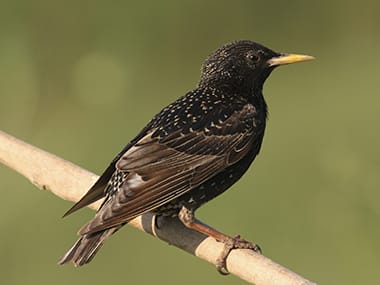 a starling standing on a tree branch in davenport iowa