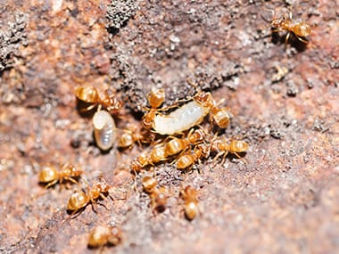 colony of thief ants outside of a pontiac illinois home