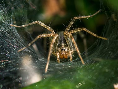 wolf spider web