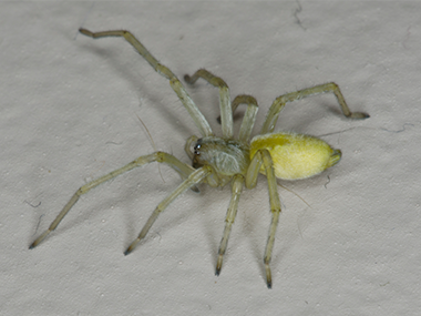 Are Yellow Sac Spiders Dangerous Spiders In Illinois Iowa   Yellow Sac Spider In Il 