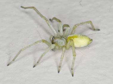 yellow sac spider bits