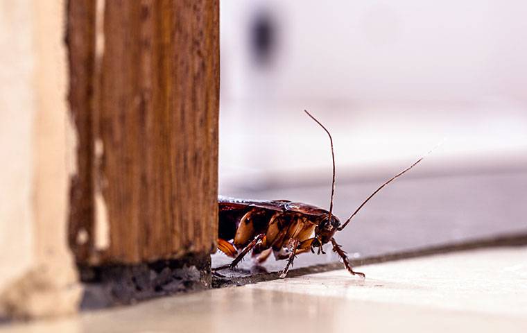 a cockroach crawling near a door in a home