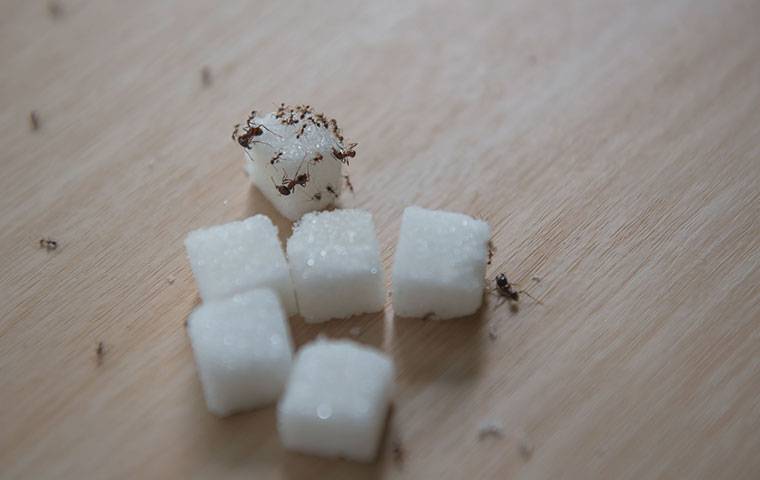 ants on sugar cubes