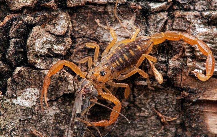 scorpion on a tree