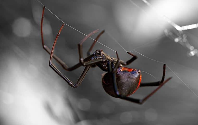 a black widow spider crawling in its web