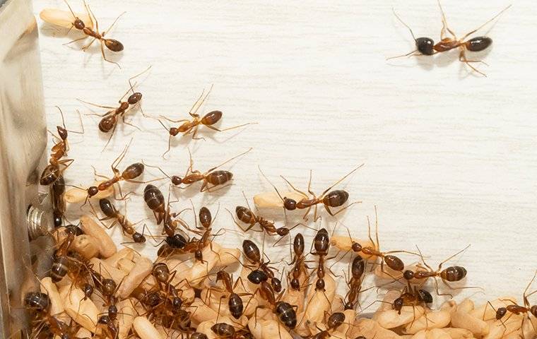 crazy ants carrying larvae