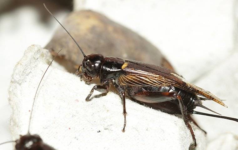 a cricket in a front yard