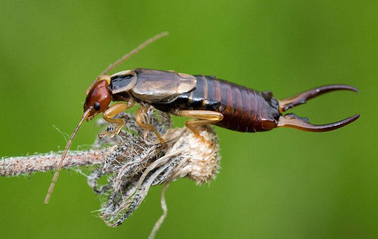 earwig on a dead flower