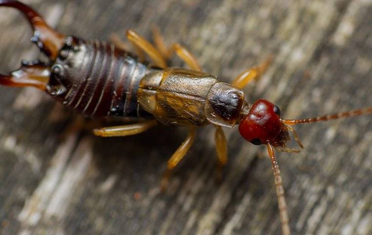 earwig crawling on a wooden table