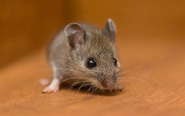 little baby house mouse