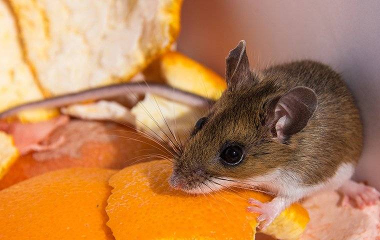 mouse in compost