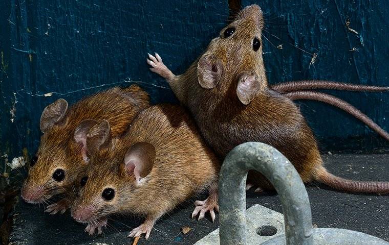 three mice in shed