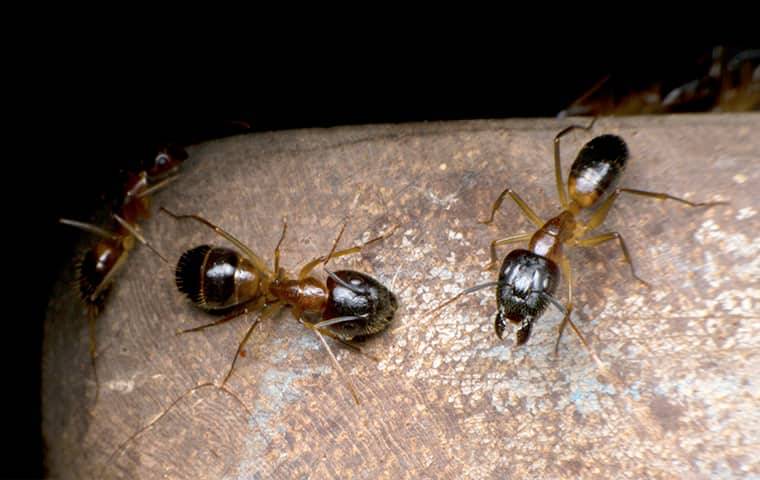 odorous house ants crawling in a home