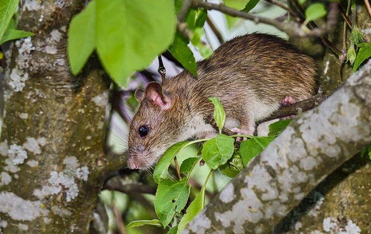 rat on branch with leaves