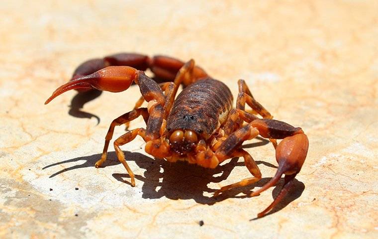 a scorpion outside a home