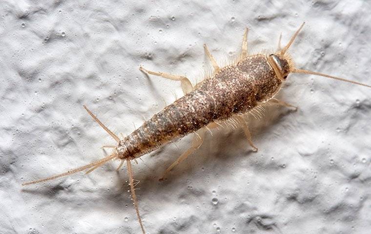 a silver fish crawling on a bathroom floor