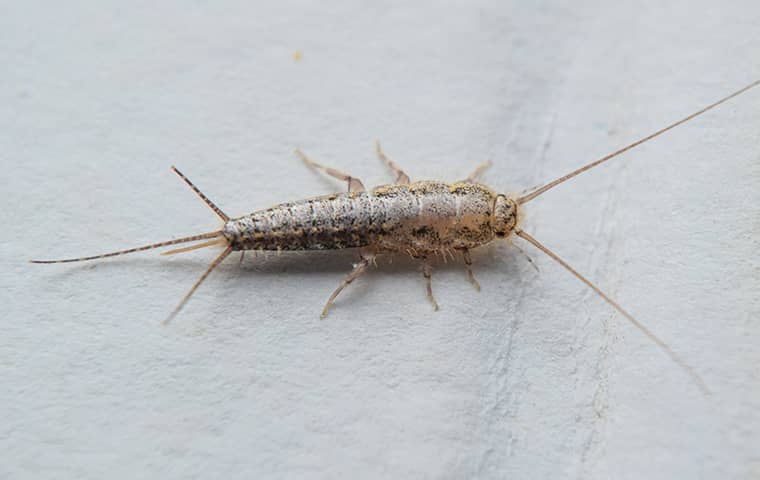 silverfish on white paper