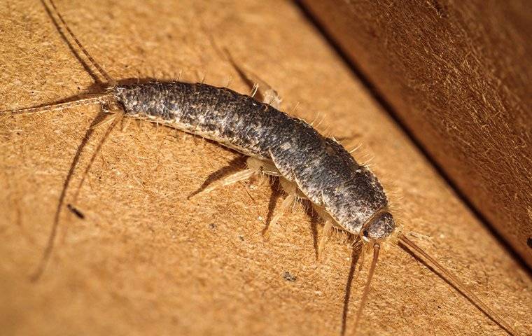 silverfish on a piece of paper