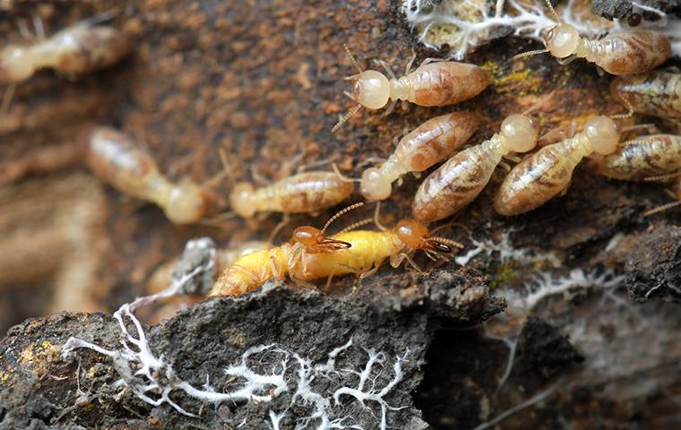 termites on a path