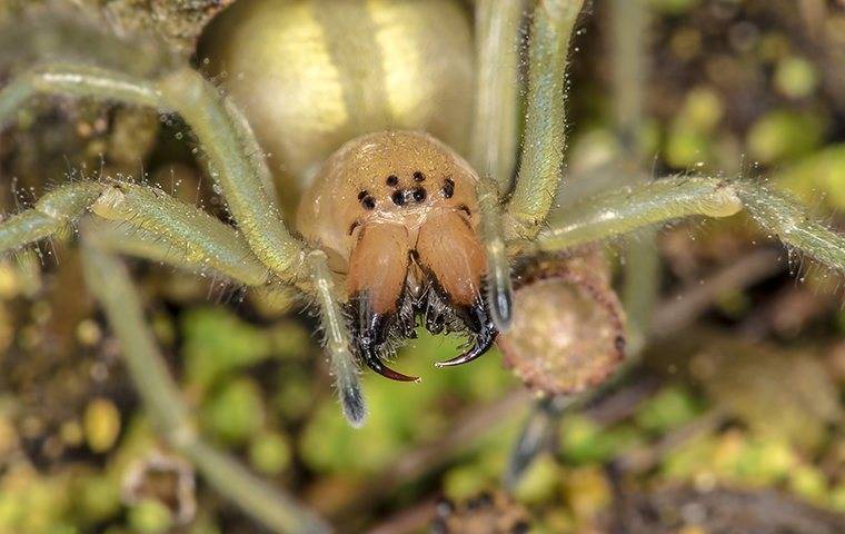 close up of a spider's face