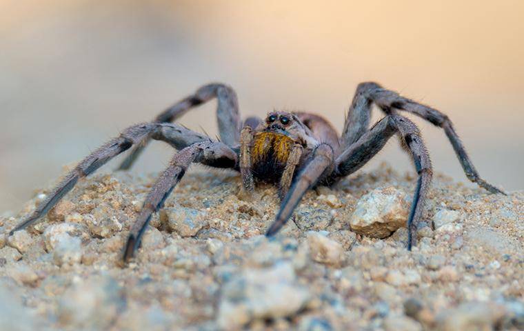 a wolf spider perched on a rock