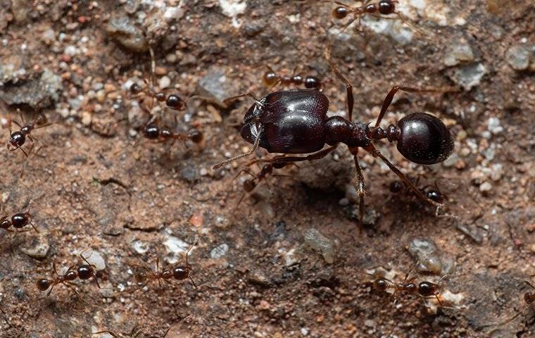 Pest Library A Guide To The Pests Of Queen Creek Phoenix Az