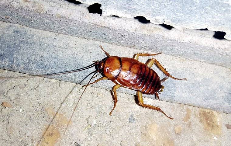 cockroach outside home