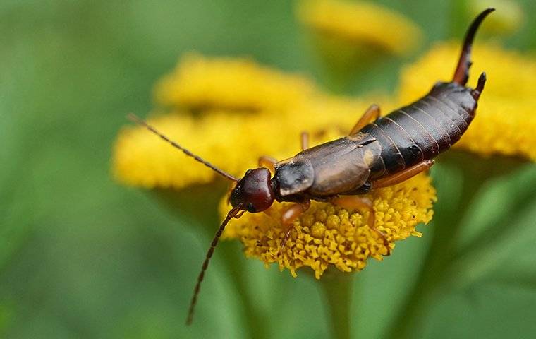 earwig on flower