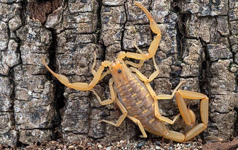 a bark scorpion on a tree