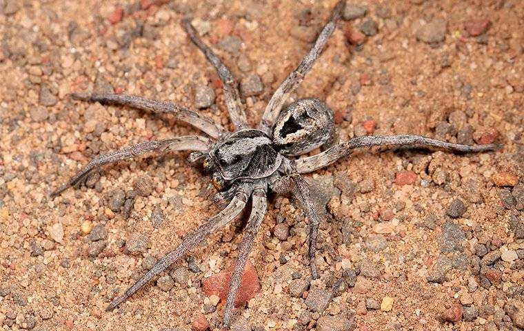 wolf spider near home