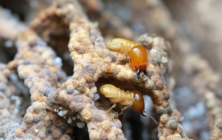 termites