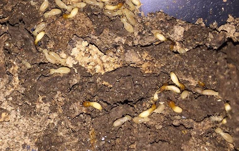 termites in house