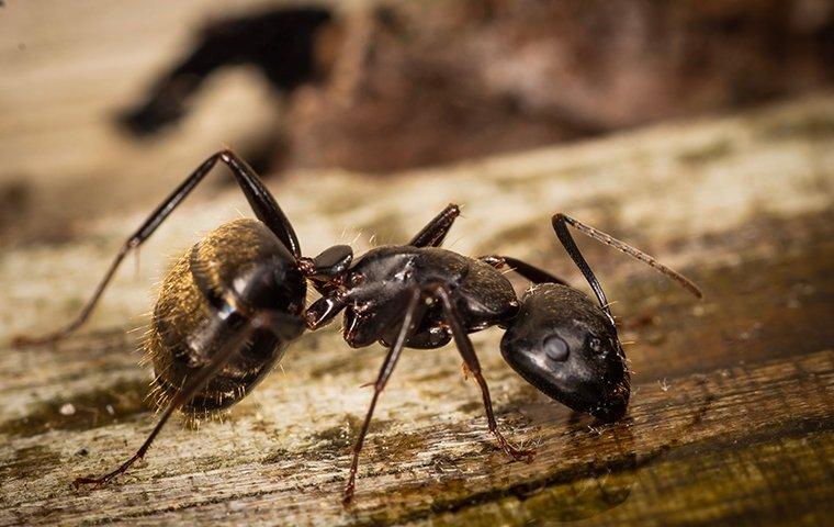 a carpenter ant crawling on wood in a home
