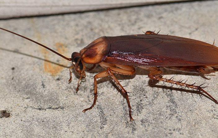An American cockroach in a basement.