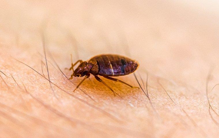 a bed bug crawling on skin sucking blood