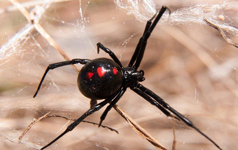black widow spider on a web in a yard
