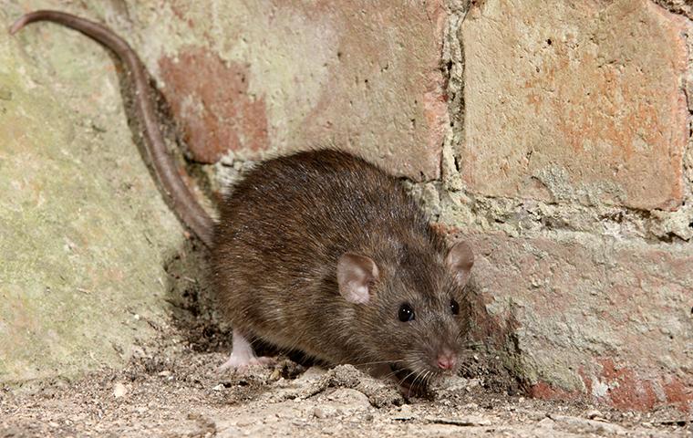 a brown rat near a homes foundation