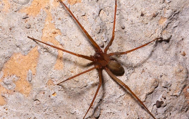 a brown recluse spider on a stone foundation