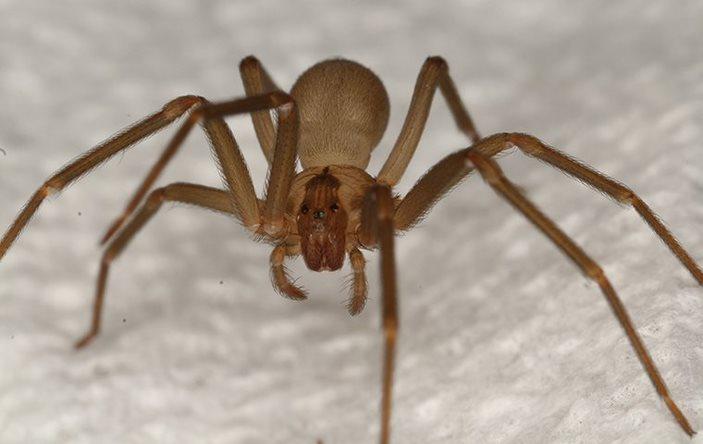 A brown recluse spider in a bathroom.