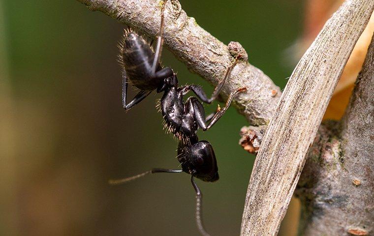 Blog - Tampa, FL Homeowner's Handy Spider Control Guide