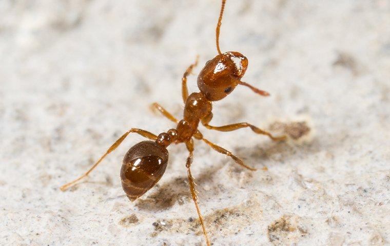 a fire ant crawling on a patio