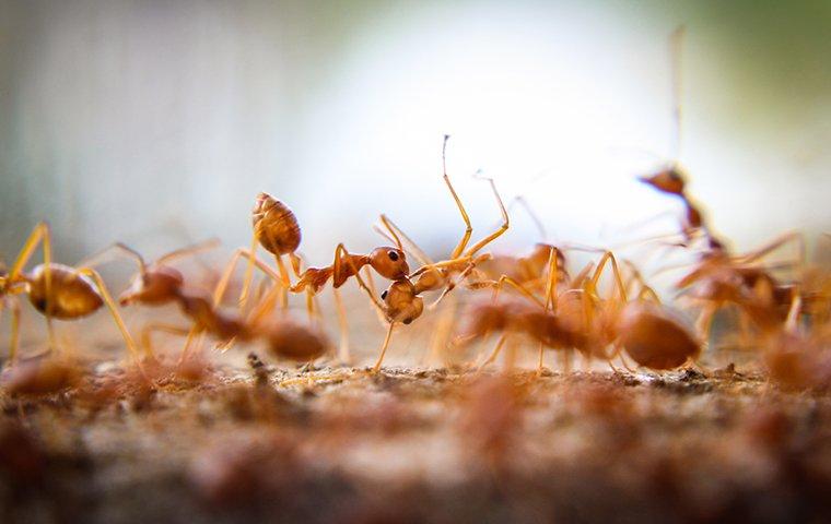 fire ants on landscaping