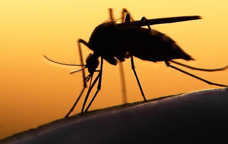 large mosquito at sunset