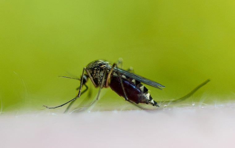 a mosquito biting