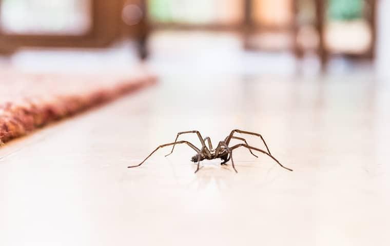house spider crawling inside a home
