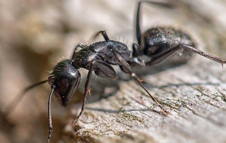 carpenter ant crawling on wood outside a home