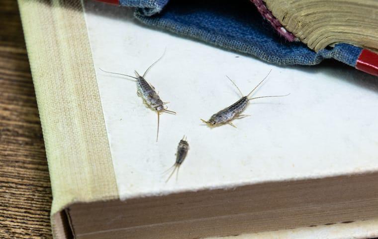 a cluster of silverfish on home library books