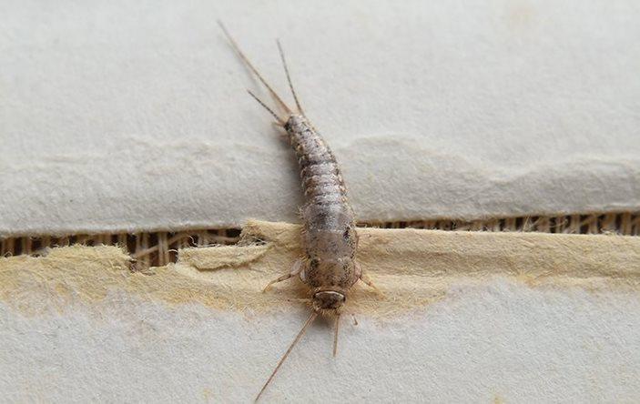 A silverfish eating paper.