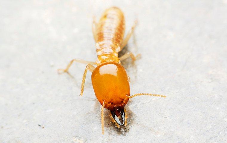 a termite crawling on a wooden table