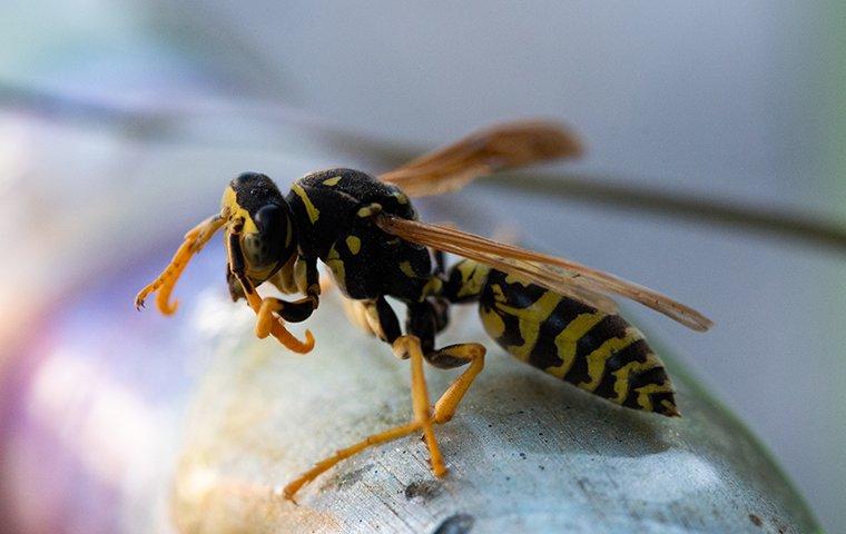 yellow jacket on a pipe